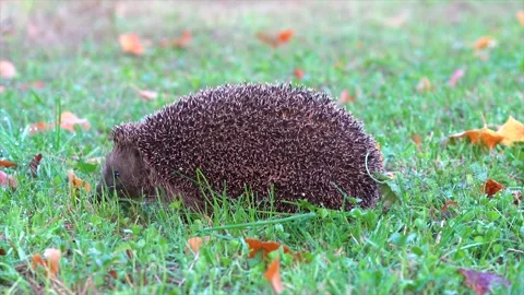 Hedgehog walking in the garden Stock Footage 145220684