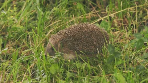 Hedgehog walking on the grass Stock Footage 247877569