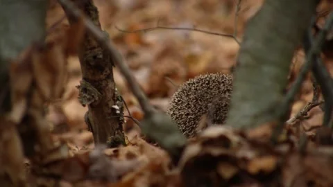 Hedgehog walking through dry fallen autumn leaves Stockbeeldmateriaal 334925079