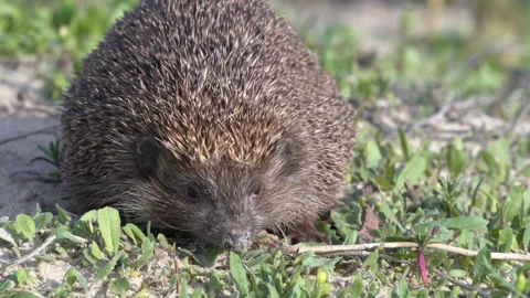 A hedgehog walks in a field in the spring Vídeo Stock 142995639