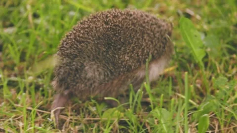 Hedgehog walks on the grass Stock Footage 246053334