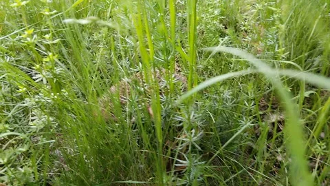 Hedgehog walks in the grass Video stock 311569114