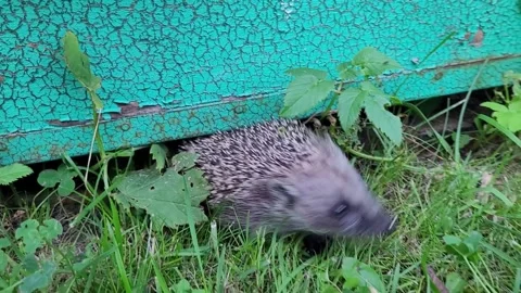 A hedgehog walks through green grass adjacent to a teal painted wooden surfac Stock Footage 329068582