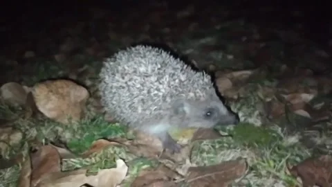 Hedgehog walks through the night Stock Footage 170012591