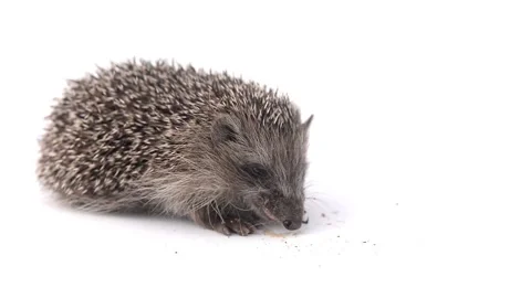 Hedgehog on white background Stock Footage 136423690