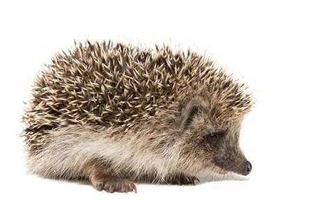 Hedgehog on a white background Stock Photos