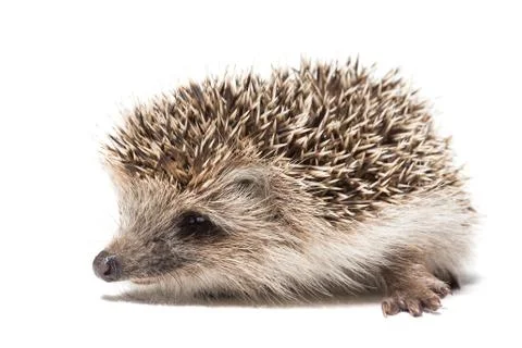 Hedgehog on a white background Stock Photos