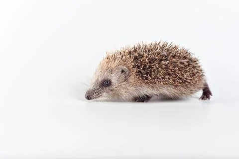 Hedgehog on white background. Foto stock