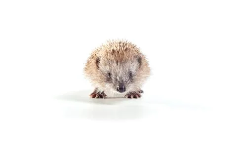 Hedgehog on white background. Stock Photos