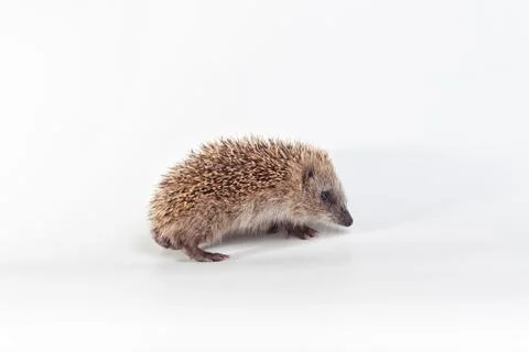 Hedgehog on white background. Stock Photos
