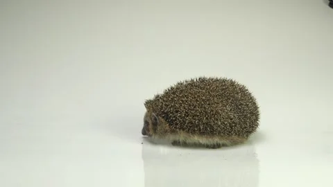 Hedgehog on a white background at the studio. Stock Footage 275202019