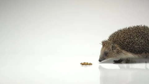 Hedgehog on white background at studio. Stock Footage 275202022