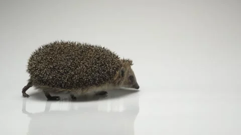 Hedgehog on white background at studio. Stock Footage 275202026