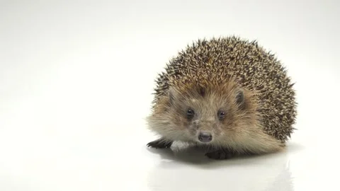 Hedgehog on white background at studio. Video stock 275202188