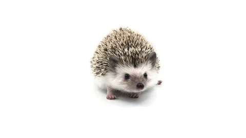 Hedgehog on white Stock Footage 105460942