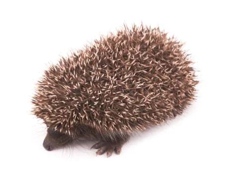 Hedgehog on a white Stock Photos