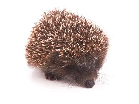 Hedgehog on a white Stock Photos