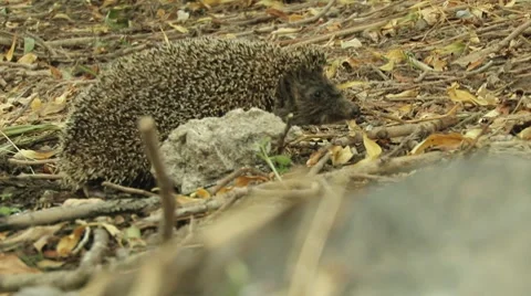 Hedgehog in the woods Stock Footage