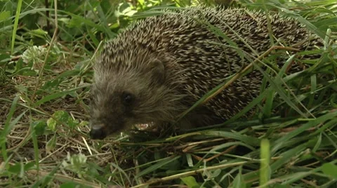 Hedgehog in the woods 库存影片 8681401