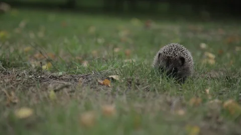 Hedgehog_1 Stock Footage