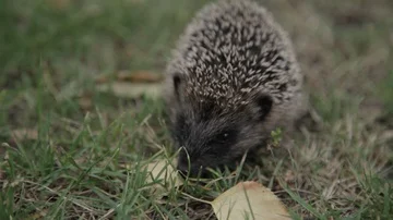 Hedgehog_3 Stock Footage