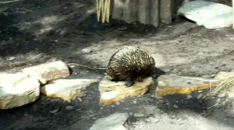 Hedgehogs 스톡 동영상 512220