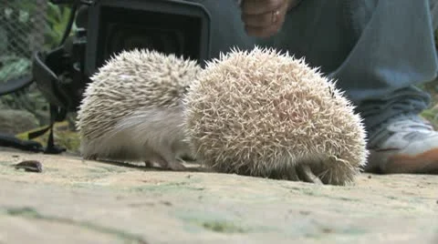 Hedgehogs Video stock 10585161