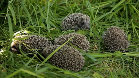 Hedgehogs on the green grass Stock Footage 58426128