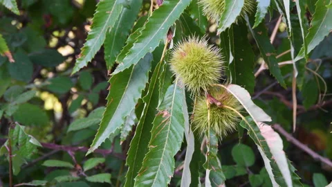 Hedgehogs hanging from branch of chestnut tree Stock Footage 161155337