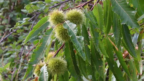 Hedgehogs hanging from branch of chestnut tree Stock Footage 161155477