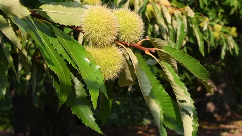 Hedgehogs hanging from branch of chestnut tree Stock Footage 162164029