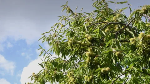 Hedgehogs hanging from branches of old centuries-old chestnuts trees Stock Footage 162242316