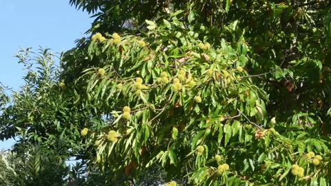 Hedgehogs hanging from chestnut branches Stock Footage 161155509