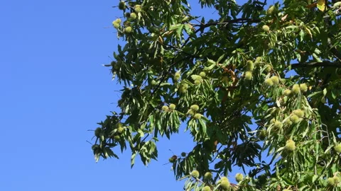 Hedgehogs hanging from chestnut branches Stock Footage 161156544