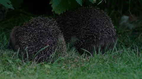 Hedgehogs mating at dusk Stock Footage 272350666