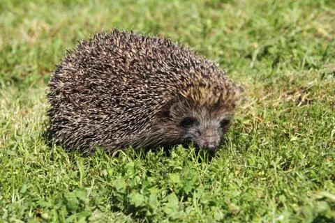 Hedgehogs Foto stock