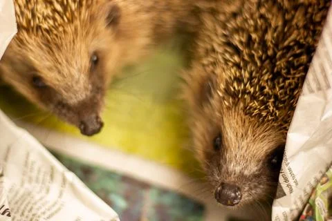Hedgehogs Stock Photos