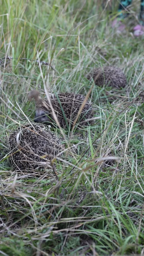 Hedgehogs sitting in the grass vertical video Stock Footage 286996412