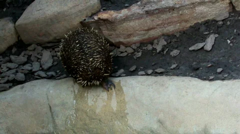 Hedgehug Stock Footage 512199