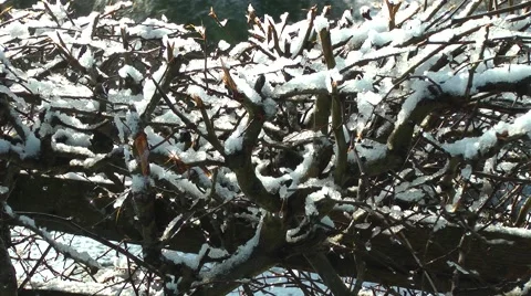 Hedgerow with melting snow close up Stock Footage 46704695