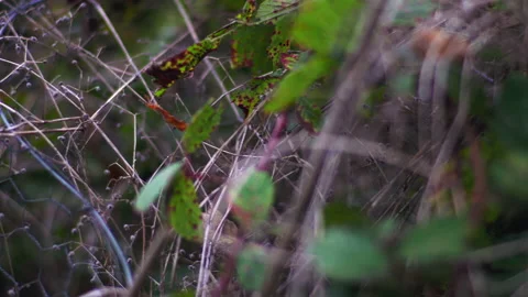 HEDGEROW PAN 4K Stock Footage 219932692