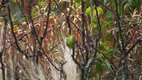 HEDGEROW PAN 4K Stock Footage 219945577