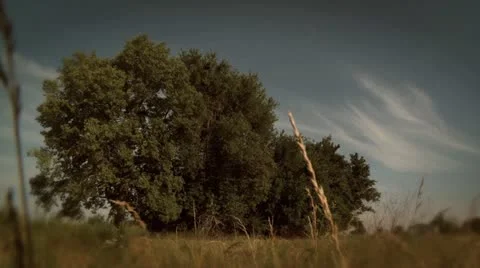 Hedgerow Warm Day Stock Footage 11736833