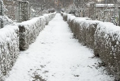Hedgerow in winter Stock Photos
