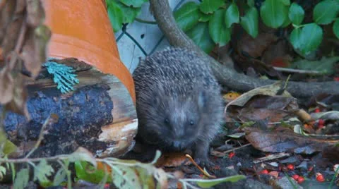 Hedghog Stock Footage 9711943