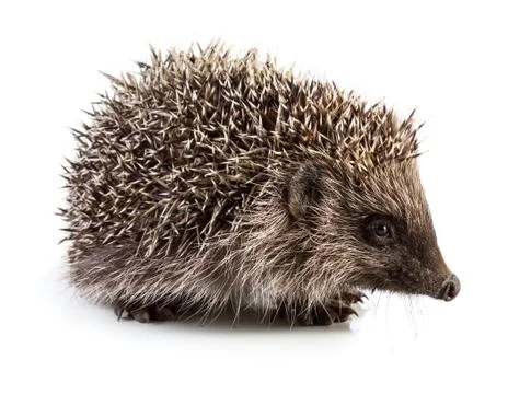 Hedghog Stock Photos