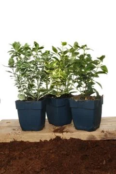 Hedging plants Stock Photos