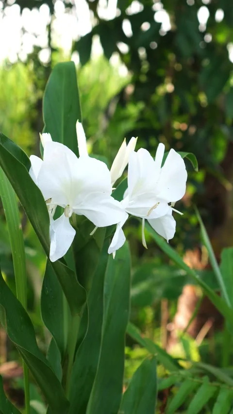 Hedychium coronarium flower in spring Stock Footage 273227638