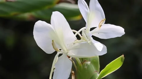 Hedychium gardnerianum Stock Footage 67817855