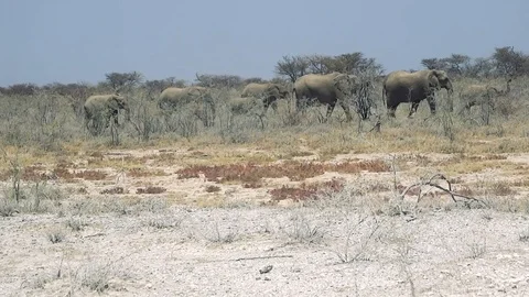Heed of African elephants walking Stock Footage 118444603